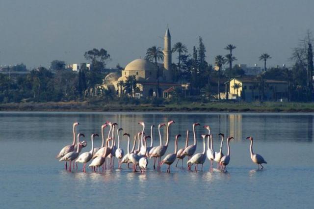 Moskee in Larnaca